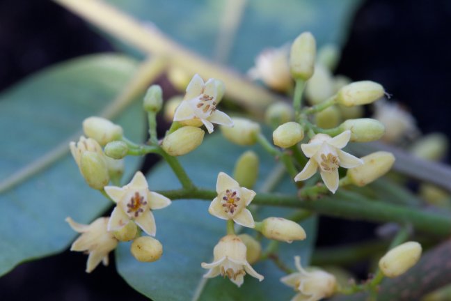 Catuaba Extract Poeder