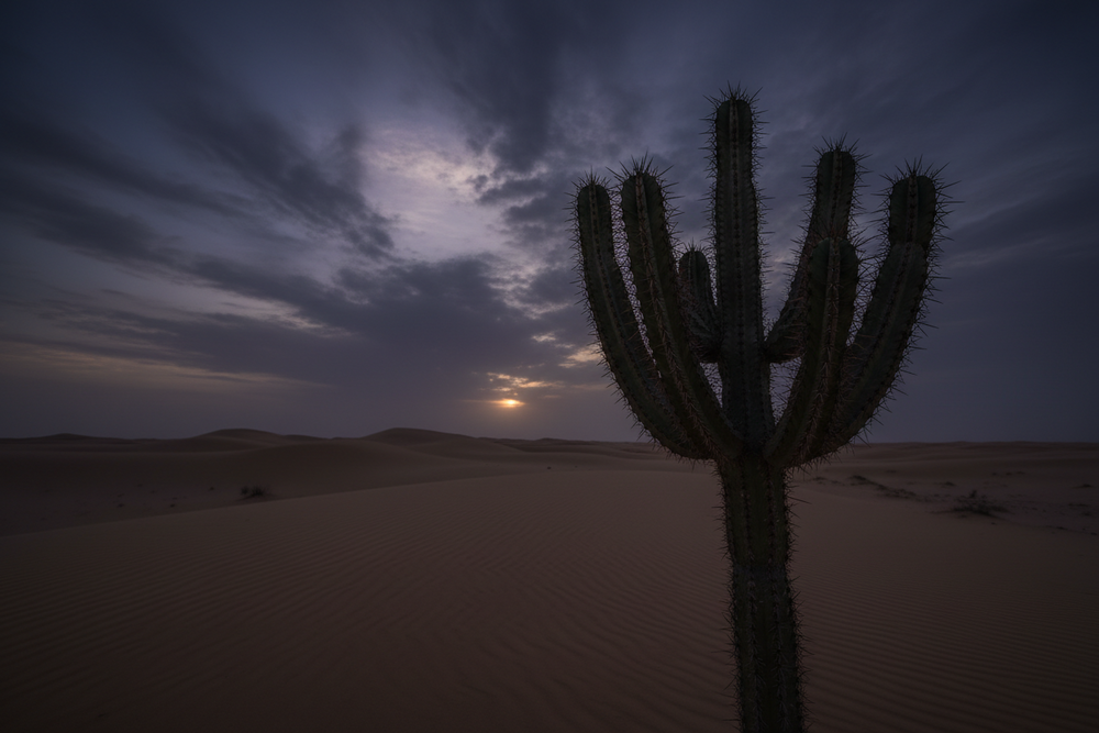 Daghmous Cactus Honing