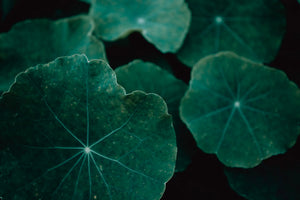 Gotu Kola Thee