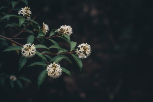 Muira Puama Extract Poeder