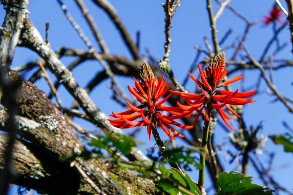 Mulungu Extract Poeder